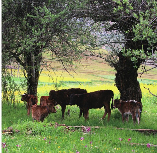 集团公司2017年第四届“书法、绘画、摄影”联展作品选登 